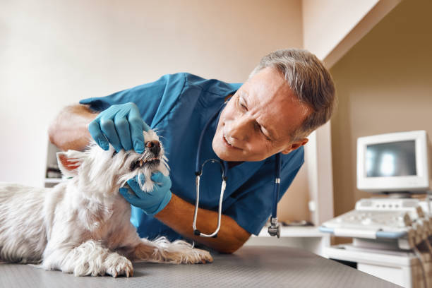 Best Walk-In Emergency Dental Services in Avenue B And C, AZ